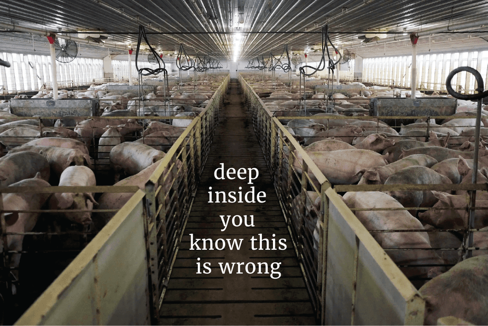 A sticker to speak to the innate nature of humans to refrain from causing immense animal suffering