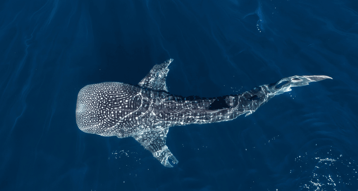 Inspiration for drawing