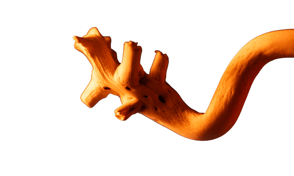 Say Hello to the Core Family of Studio Bloob